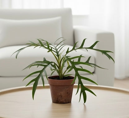 Philodendron 'Tortum'