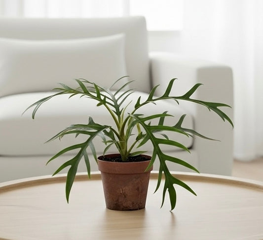 Philodendron 'Tortum'