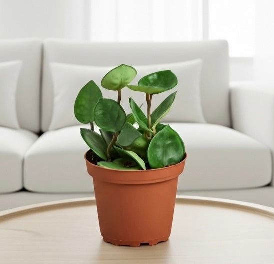 Hoya Carnosa 'Chelsea'