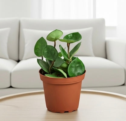 Hoya Carnosa 'Chelsea'