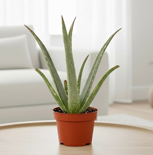 Aloe Vera