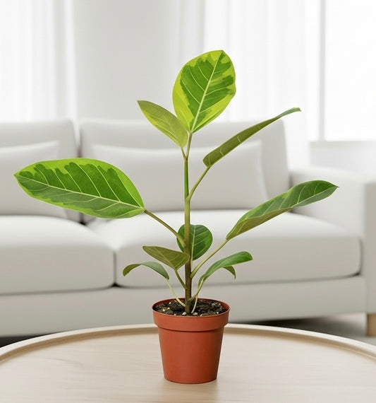 Ficus Altissima 'Yellow Gem'