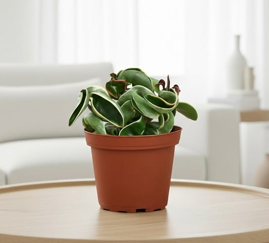 Hoya 'Rope Plant' Variegated