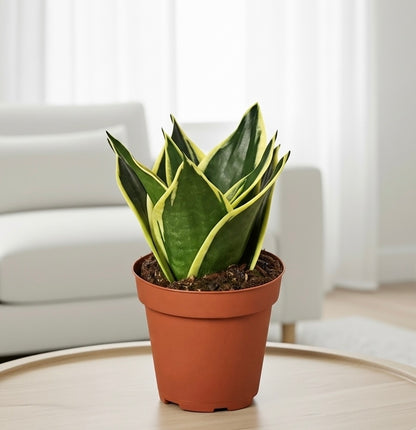 Snake Plant Black Gold - Nursery Pot 4-inch