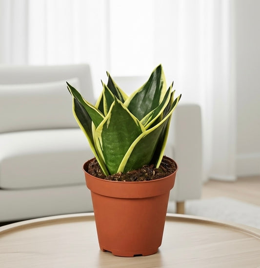 Snake Plant Black Gold
