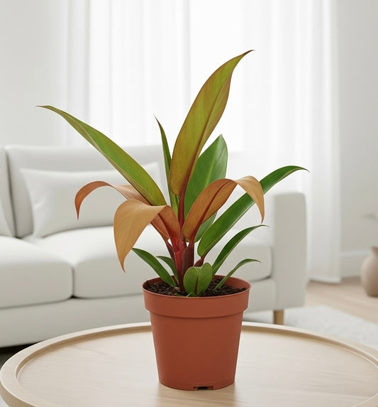 Philodendron 'Prince of Orange'