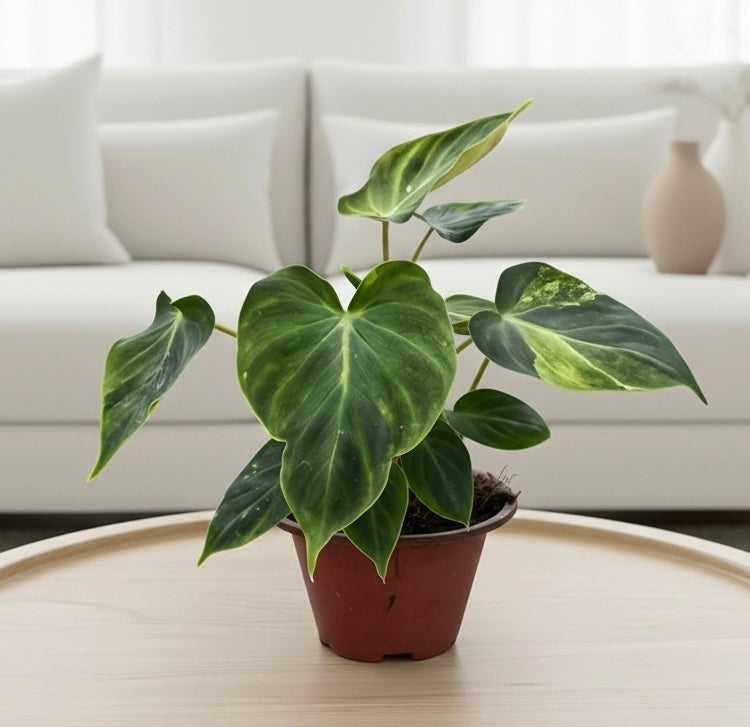 Philodendron 'Verrucosum'