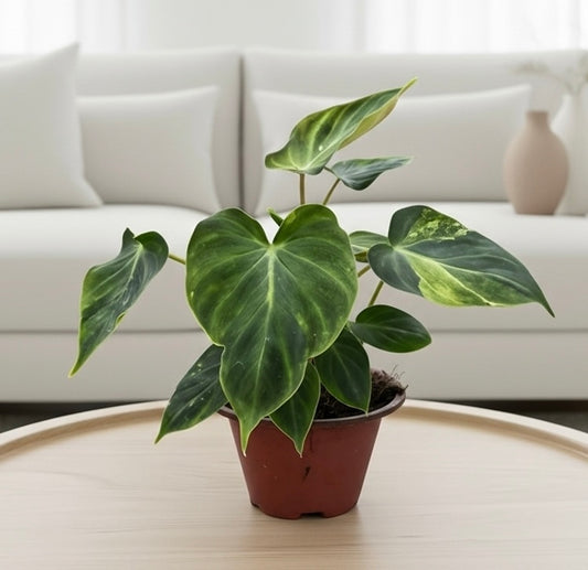 Philodendron 'Verrucosum'