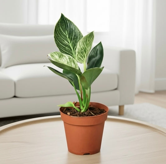 Philodendron 'Birkin'