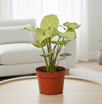 Syngonium White Butterfly