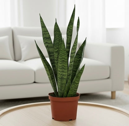 Snake Plant 'Zeylanica'
