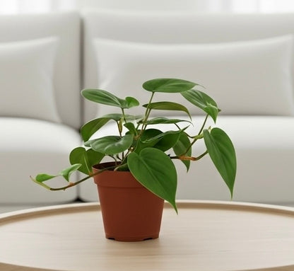 Philodendron Cordatum Heartleaf