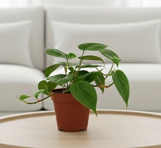 Philodendron Cordatum Heartleaf