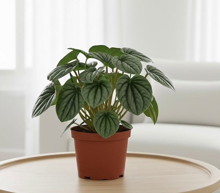 Root Growings Peperomia Frost - Thumbnail 3
