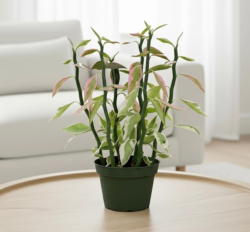 Variegated Devil's Backbone Euphorbia