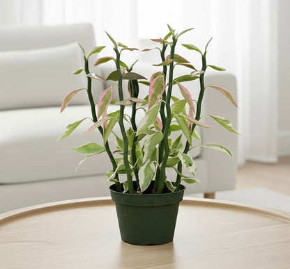 Variegated Devil's Backbone Euphorbia