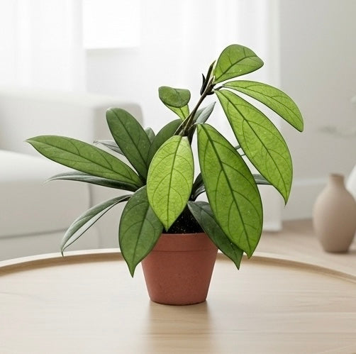 Hoya 'Crassipetiolata'