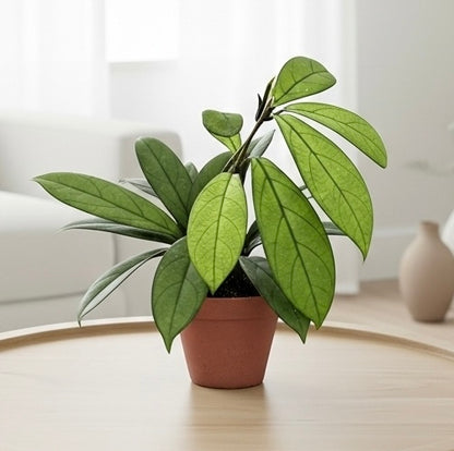 Hoya 'Crassipetiolata'