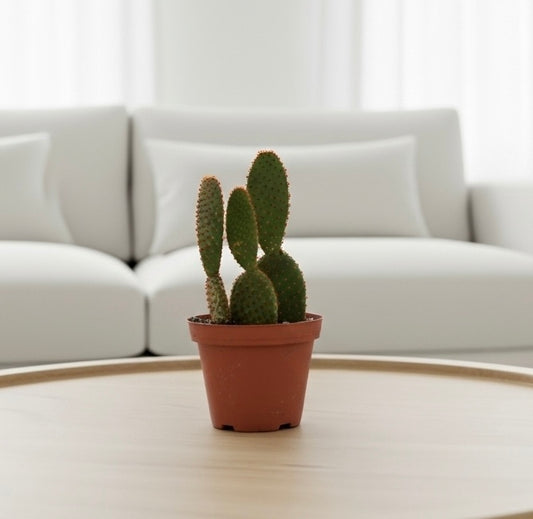 Opuntia 'Microdasys' (Bunny Ear Cactus)