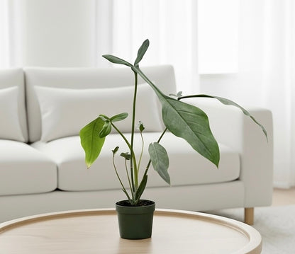 Philodendron 'Joepii'