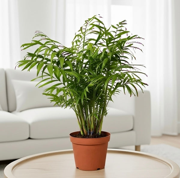 Rooted Parlor Parlor Palm – RootGrowings