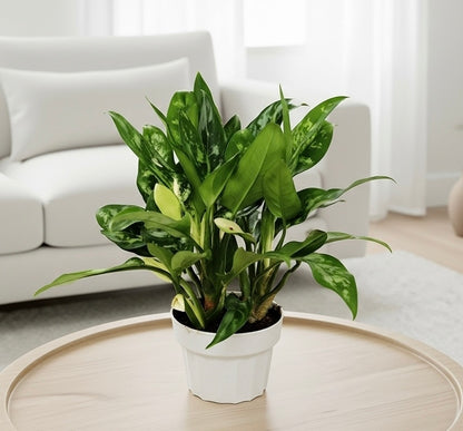 Chinese Evergreen 'Maria'