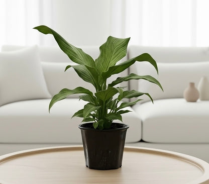 Peace Lily 'Platinum Mist'