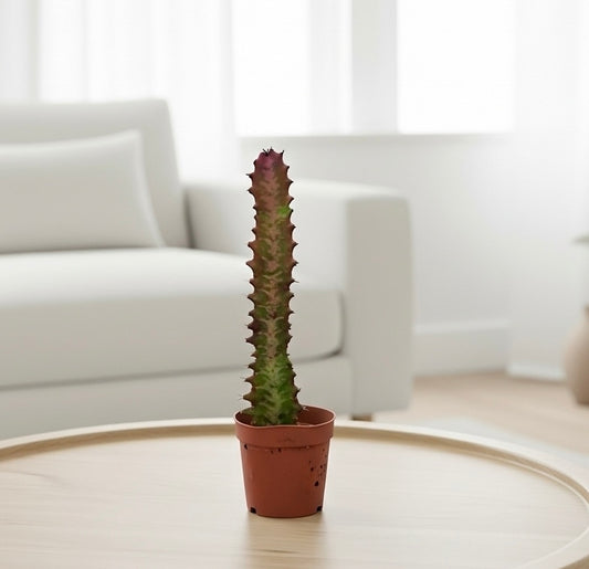 Succulent Euphorbia 'Trigona Rubra'