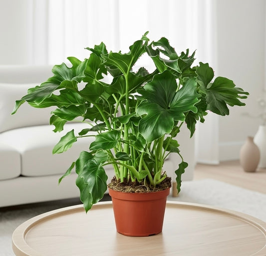 Philodendron 'Little Hope'