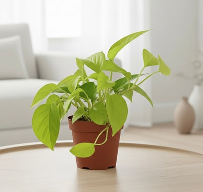 Pothos 'Neon'