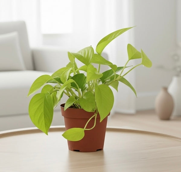 Neon Pothos