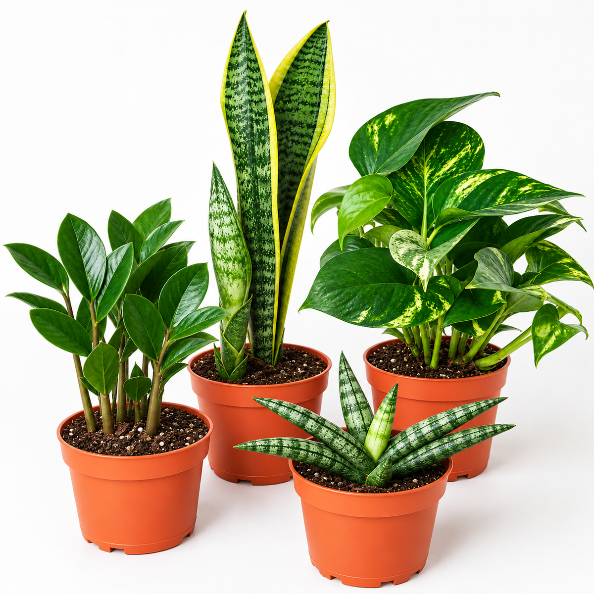 Easy Care Variety Bundle