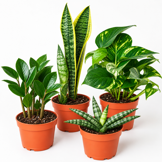 Easy Care Variety Bundle