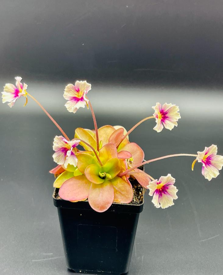 Butterwort Pinguicula 'Razzberry Blonde'