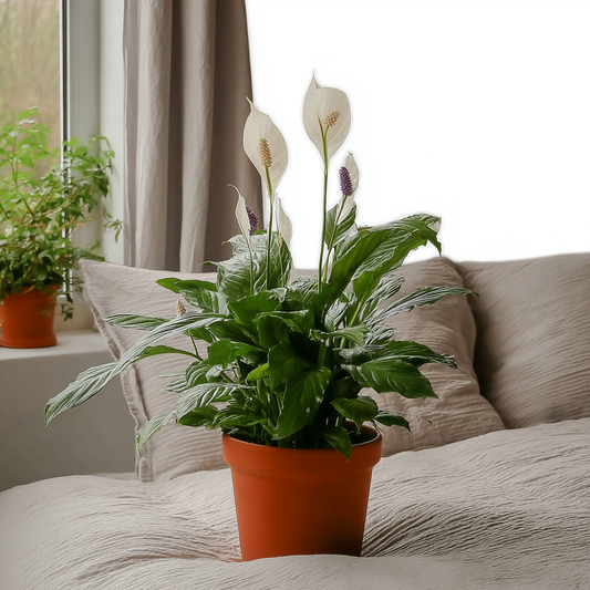 Peace Lily