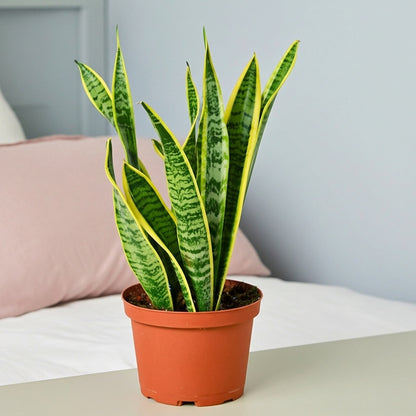 Snake Plant Laurentii