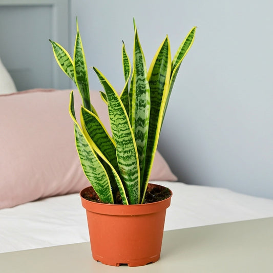 Snake Plant Laurentii