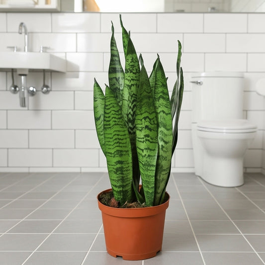 Snake Plant 'Zeylanica'