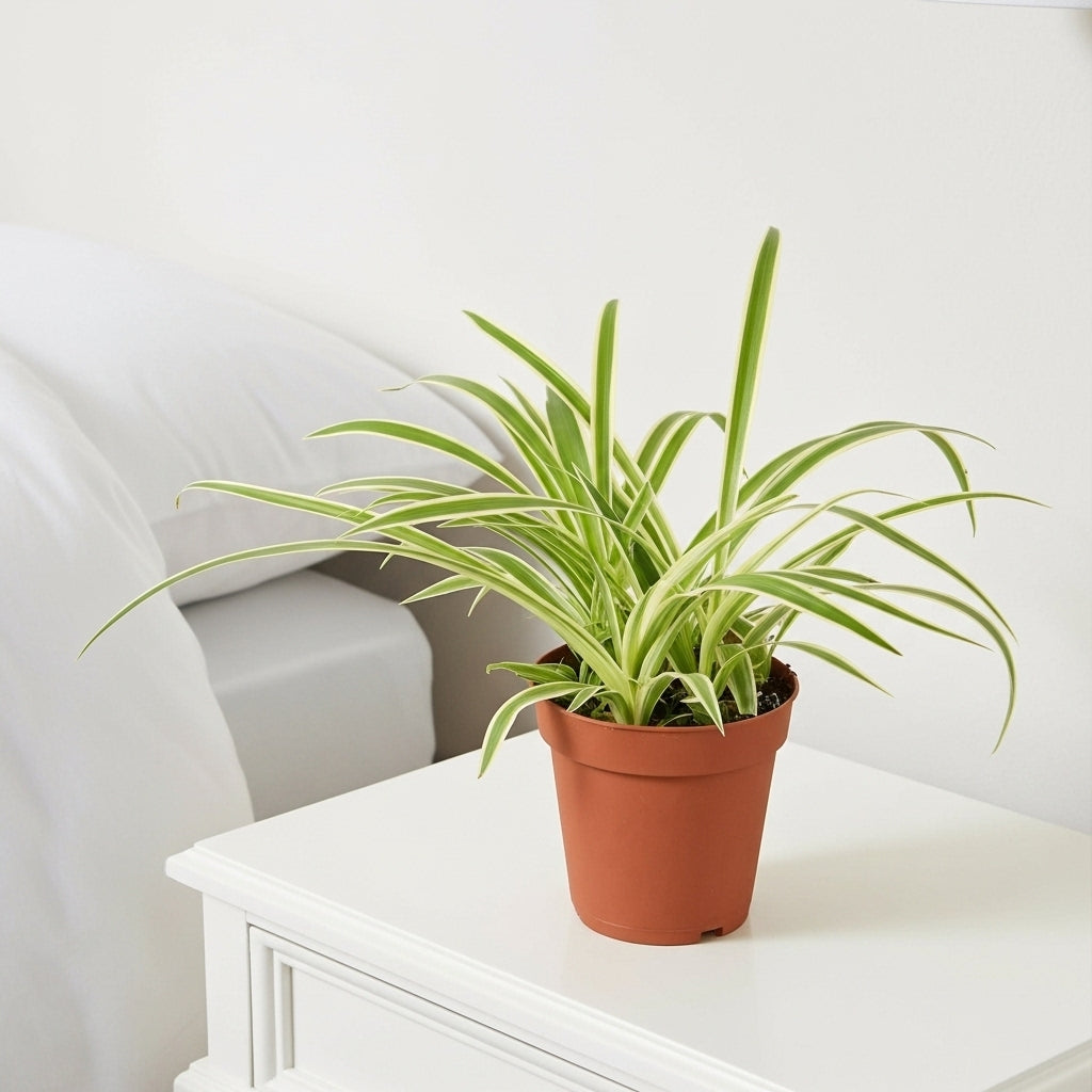Spider Plant Reverse