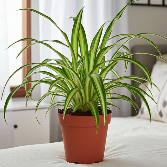 Spider Plant Hawaiian