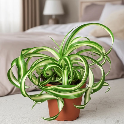 Spider Plant 'Bonnie'