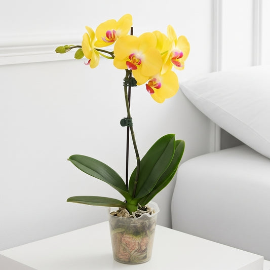 Orchid 'Yellow Phalaenopsis'