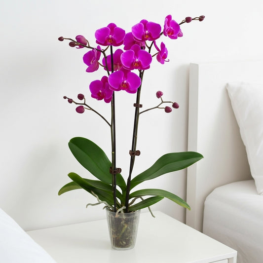 Orchid 'Purple Phalaenopsis'