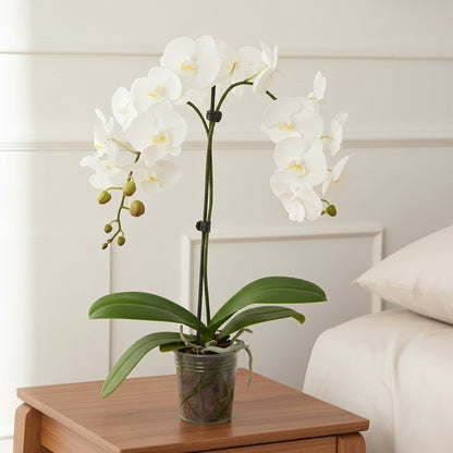 Orchid 'White Phalaenopsis'
