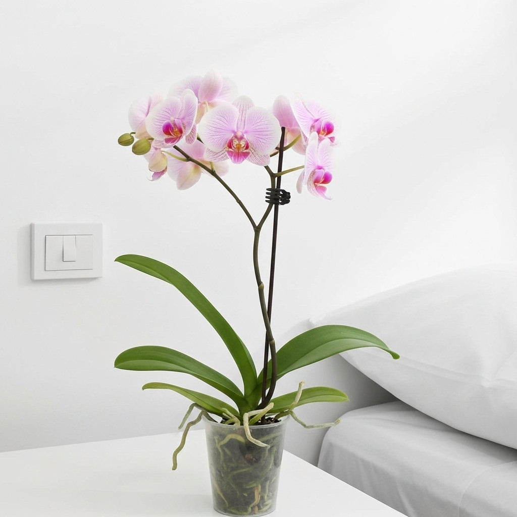 Orchid 'Light Pink Phalaenopsis'