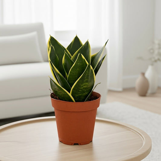 Snake Plant Emerald Star