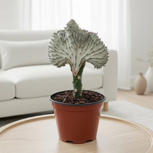 Succulent Euphorbia Lactea Ghost