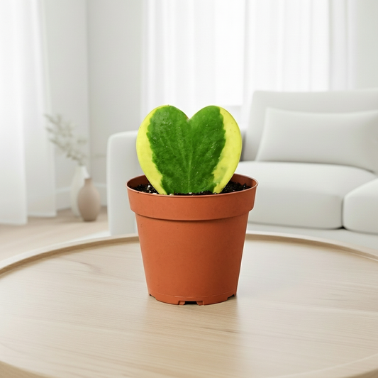 Hoya 'Sweetheart Variegated'