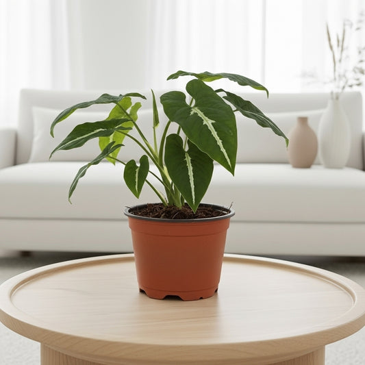 Syngonium wendlandii 'Black Velvet'