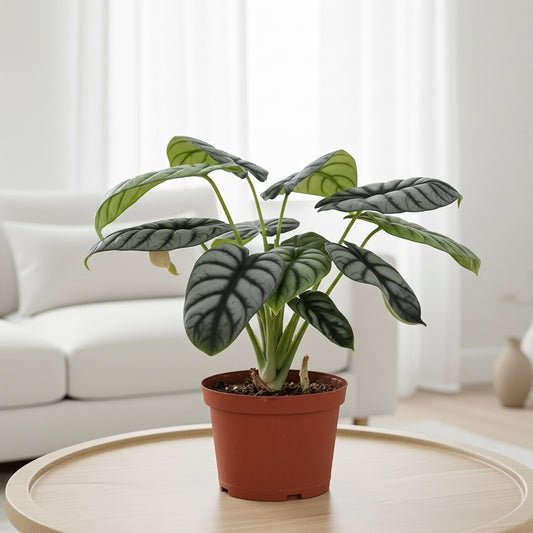 Alocasia Silver Dragon